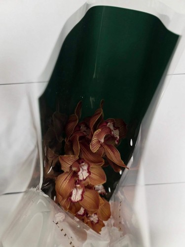 Farm fresh orchid cymbidium - fresh, orchid/cymbidium