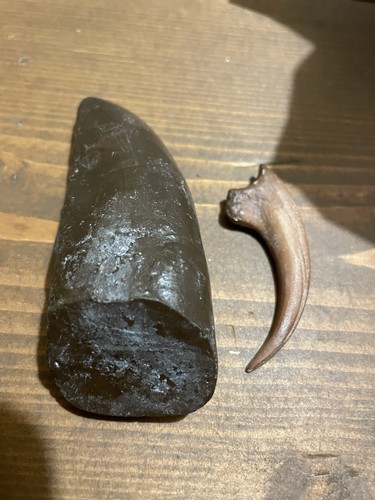 Dinosaur replica tooth claw - dinosaur, &