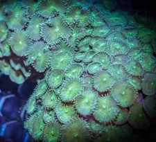 Small Mint Paly Zoa Zoanthid Soft Coral Frag Reef (5+ heads) not LPS SPS Hammer