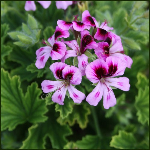 Pelargonium scented geranium - scented,