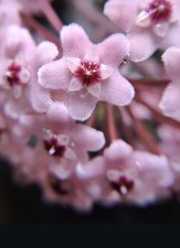 Hoya Carnosa Kringle 8 Plant