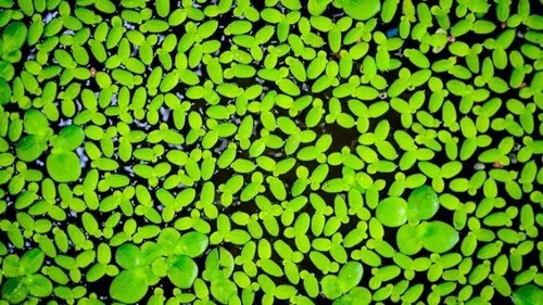 Duck weed duckweed - duck, weed,