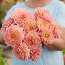 Dahlia Tuber - Bestseller -