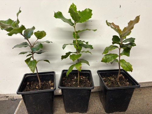 Holm oak trees - (evergreen, oak)