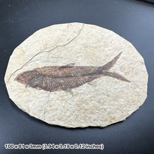 Knightia alta fish fossil - eocene period, usa