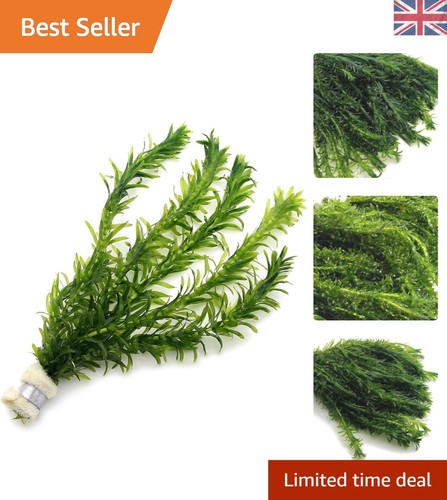 Elodea densa 5 - densa,