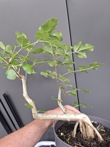 Yamadori fraxinus ornus bonsai - yamadori,