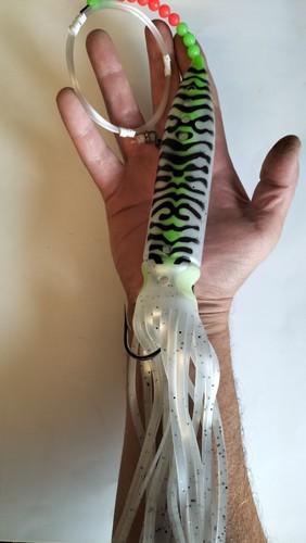 31cm giant sea fishing - sea, squid