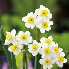 20 x MINIATURE Daffodils -