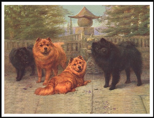 Chow dogs - chow,