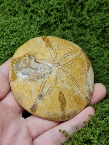 Madagascar sea urchin - madagascar,