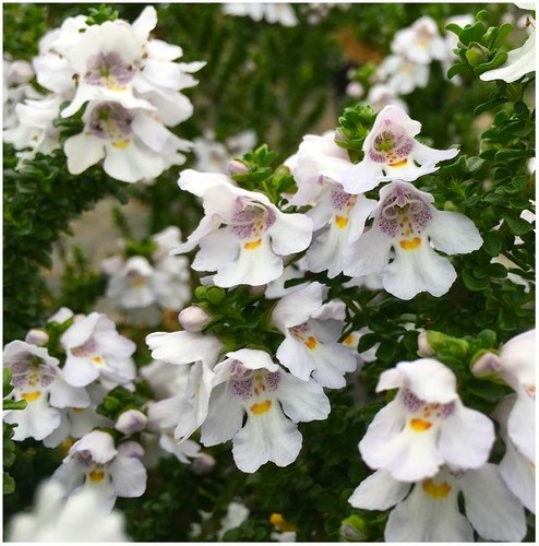 Prostranthera cuneata alpine - prostranthera,