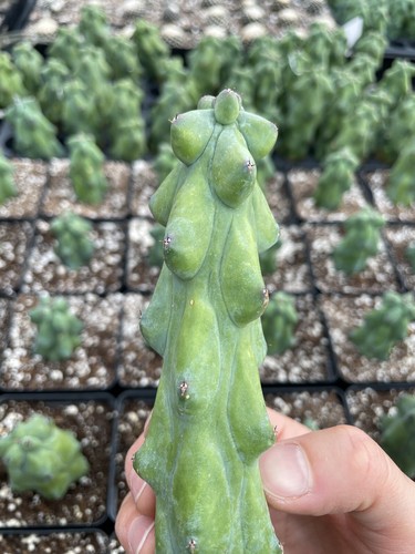 Succulents live plants - succulents,
