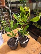 CLOVE SPICE LARGE PLANT