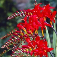 Red King Crocosmia
