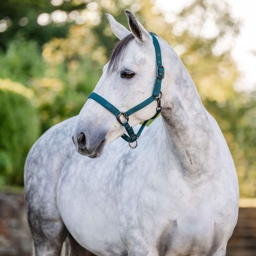 Horseware ireland headcollar - headcollar, &