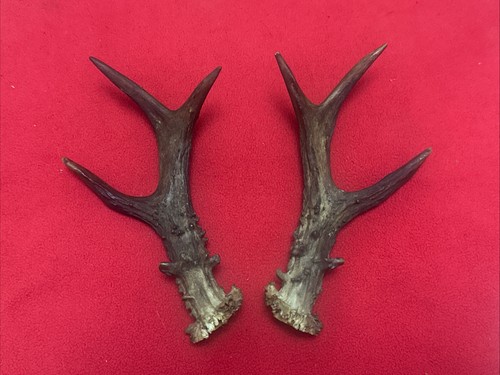 Pair roe deer - pair,