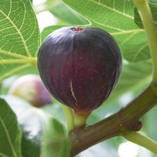 Fig Hardy Fruit Tree Garden Plant 1 x 3 Litre Pot Violette de Bordeaux T&M