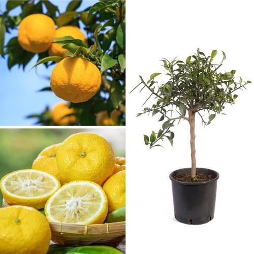 Japanese tree 90cm yuzu - tree,
