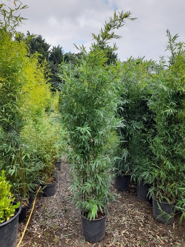 Phyllostachys nigra bamboo - nigra,