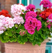 10x Geranium F1 Horizon Mix