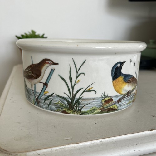 Portmeirion birds britain - birds, of