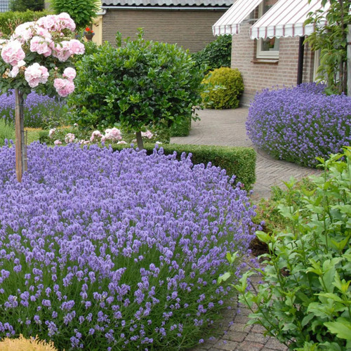 Large lavender plants - lavender, |