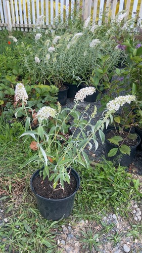 Litre pot large white - large,
