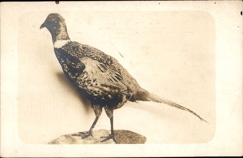 Vintage rppc ring - rppc, ring-necked