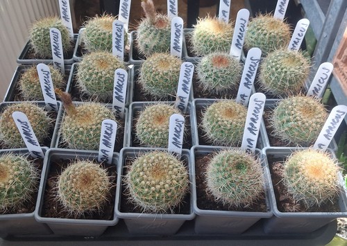 Parodia notocactus cactus - 1,