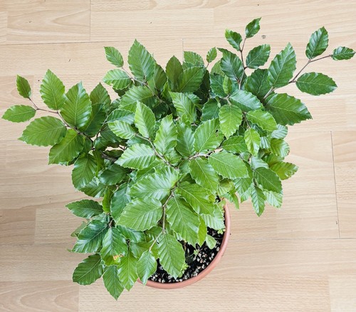 Beech bonsai tree fagus - beech,