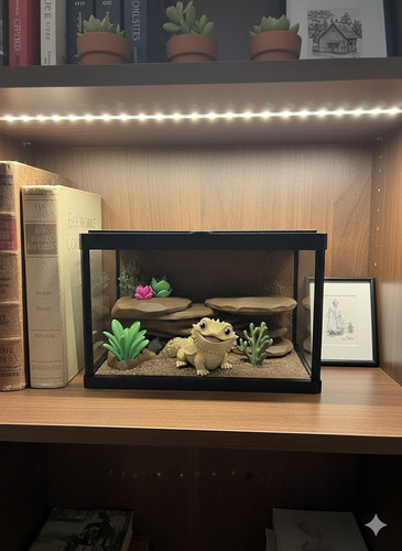 Miniature bearded dragon - miniature,