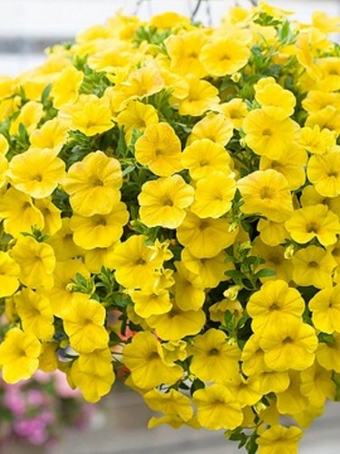 Trailing petunia surfinia - 6,