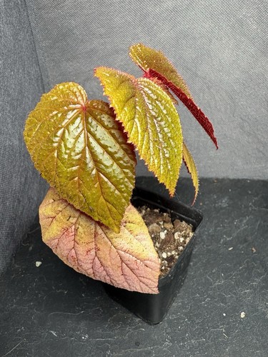 Begonia bachiensis rare - bachiensis,