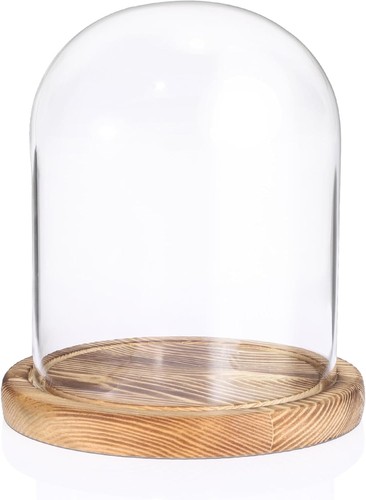 Sumnacon glass display - sumnacon, cloche