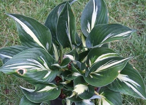Hosta sting plantain lily - hosta,