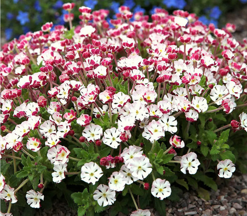 Zaluzianskya star balsam - 6,
