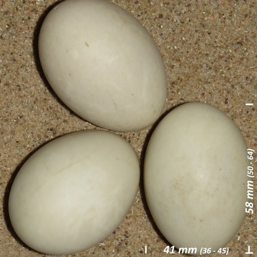 Blown magpie duck eggs - 2,