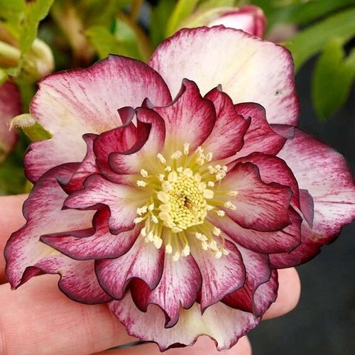 Helleborus double white - helleborus,