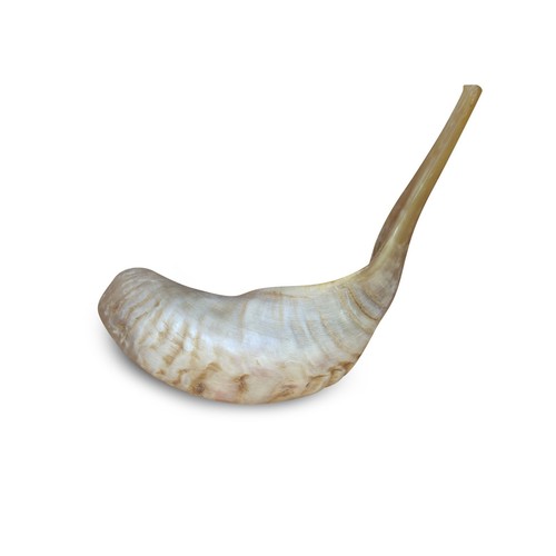 Ram horn blowing polished - blowing,