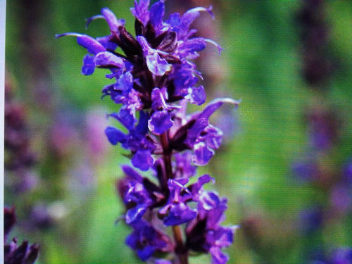 Salvia nemorosa violet - salvia,