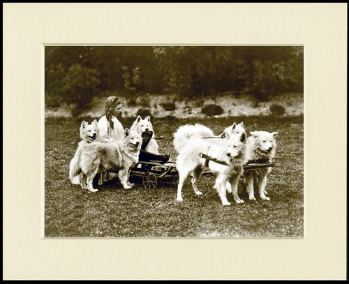 Samoyed dog art print - dog, mounted