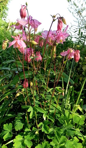 Pink purple aquilegia - 2, or