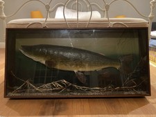 Large Vintage Taxidermy Pike