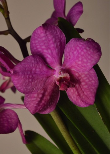 Tayanee cerise pink vanda - cerise,,