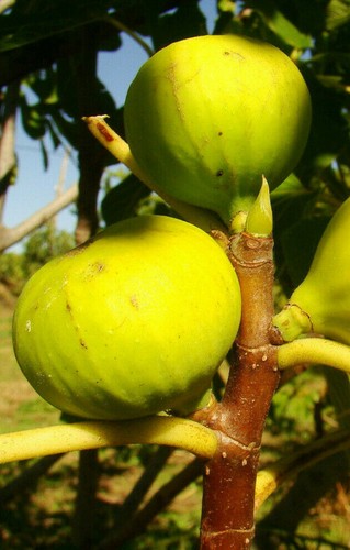 Yellow green fig ficus carica - ficus,