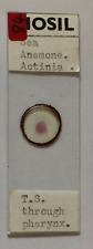 Biosil Microscope Specimen Slide #36 - "Sea Anamone Actinia" TS Through Pharynx