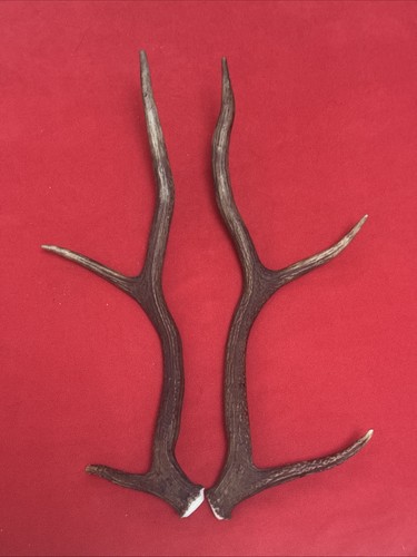 Pair red deer antlers 505g - of,