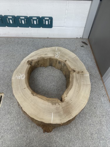 Elm tree slice wood - slice, round