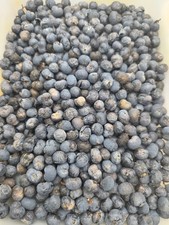 50 x Hardy Trachycarpus